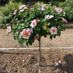 Raspberry Kiss™ Rose Tree -Geen Shop Rosemarry Kiss Rose tree 2