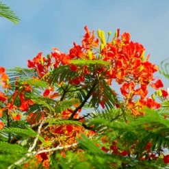 Royal Poinciana Tree -Geen Shop Royal Poinciana tree 3 BB