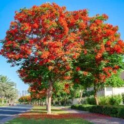 Royal Poinciana Tree -Geen Shop Royal Poinciana tree 5 BB
