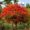 Royal Poinciana Tree -Geen Shop Royal Poinciana tree BB 600x600 05630563 66ae 4079 9884 020fc7f29ff8