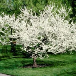 Royal White Redbud Tree -Geen Shop Royal White Redbud 3