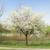 Royal White Redbud Tree -Geen Shop Royal White Redbud BB 600x600 beea3078 86be 4bcb a62f 7557bd30f50c
