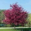 Royalty Crabapple Tree 1 Royalty Crabapple Tree -Geen Shop Royalty Crabapple BB 600x600 2499a74a 6893 4803 9d57 29f8d56548ae