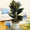 Rubber Tree Plant -Geen Shop Rubber Tree BB 600x600 9395d367 c2fe 423f 910b 035747597011