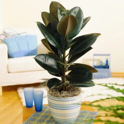 Air-Purifying House Plant Kit -Geen Shop Rubber Tree BB d9575f22 7552 4fb0 ae64 51f6f40cb26f