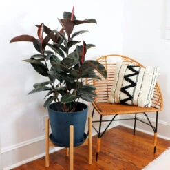 Rubber Tree Plant -Geen Shop Rubber Tree FGT 4