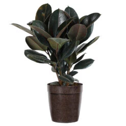 Rubber Tree Plant -Geen Shop Rubber Tree delilah brown