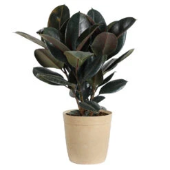 Rubber Tree Plant -Geen Shop Rubber Tree delilah tan