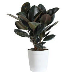 Rubber Tree Plant -Geen Shop Rubber Tree delilah white