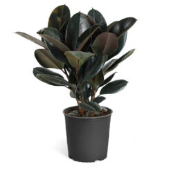 Rubber Tree Plant -Geen Shop Rubber Tree standard