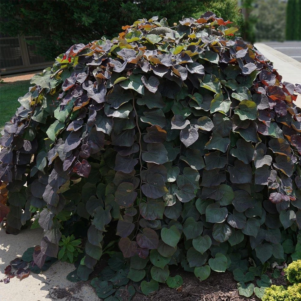 Ruby Falls Redbud Tree 4 Ruby Falls Redbud Tree - Image 2