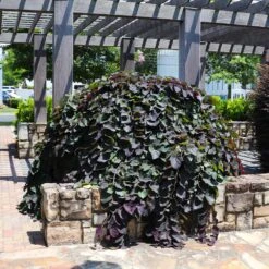 Ruby Falls Redbud Tree 9 Ruby Falls Redbud Tree -Geen Shop Ruby Falls Redbud 7