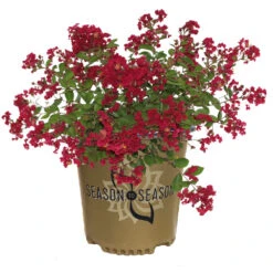 Ruby Prince™ Emerald Empire® Crape Myrtle Tree -Geen Shop Ruby Prince Crape Myrtle 2