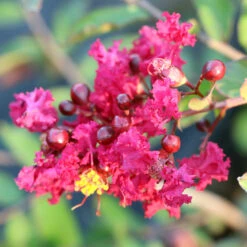 Ruby Prince™ Emerald Empire® Crape Myrtle Tree -Geen Shop Ruby Prince Crape Myrtle 3