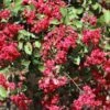 Ruby Prince™ Emerald Empire® Crape Myrtle Tree -Geen Shop Ruby Prince Crape Myrtle 600x600 ab3a73ce dca2 400f a982 55fbe101b3e4