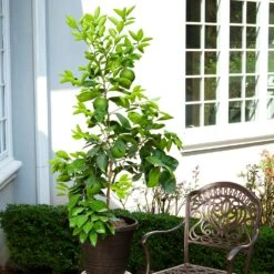 Ruby Red Grapefruit Tree 11 Ruby Red Grapefruit Tree -Geen Shop Ruby Red Grapefruit 8