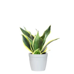 Snake Plant 31 Snake Plant -Geen Shop SNK BGD.6 delilah white