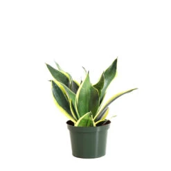 Snake Plant 34 Snake Plant -Geen Shop SNK BGD.6 standard pot 93501b37 1545 4e95 839a 92fbadc1ad3f