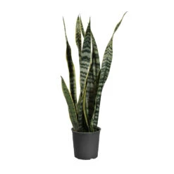 Snake Plant 26 Snake Plant -Geen Shop SNK LAU1