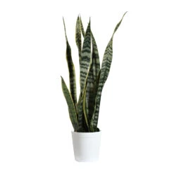 Snake Plant 32 Snake Plant -Geen Shop SNK LAU1 delilah white