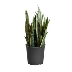 Snake Plant 27 Snake Plant -Geen Shop SNK LAU3