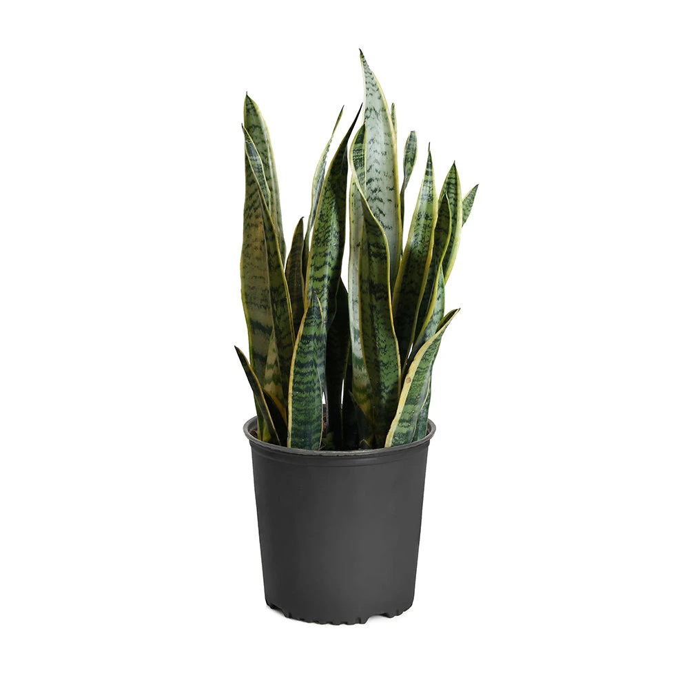 Snake Plant 11 Snake Plant - Image 9