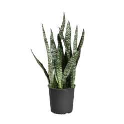 Snake Plant 29 Snake Plant -Geen Shop SNK ZEY1