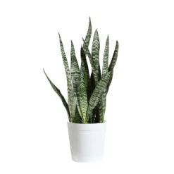 Snake Plant 33 Snake Plant -Geen Shop SNK ZEY1 delilah white