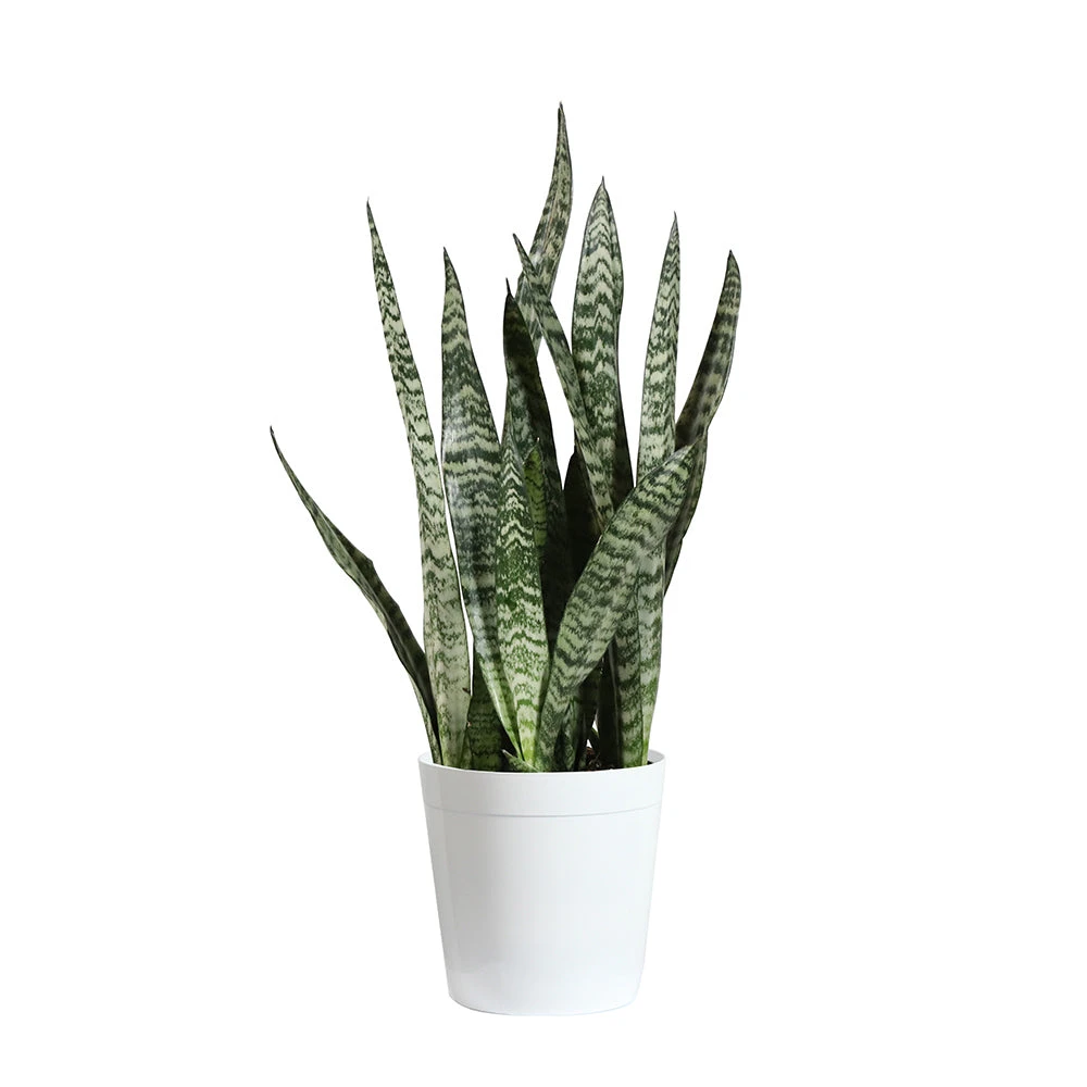 Snake Plant 17 Snake Plant - Image 15