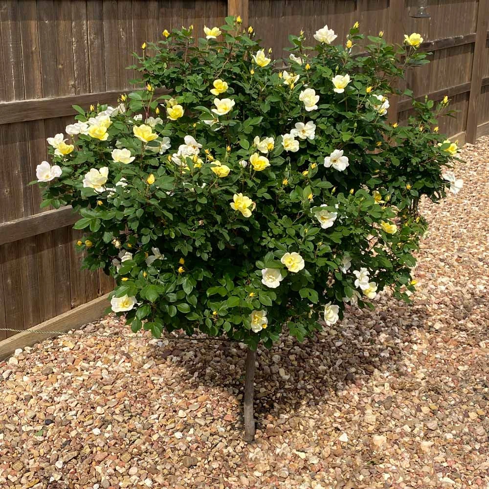 Sunny Knock Out® Rose Tree 4 Sunny Knock Out® Rose Tree - Image 2