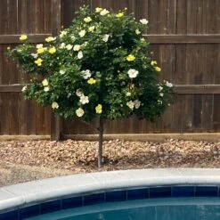 Sunny Knock Out® Rose Tree 8 Sunny Knock Out® Rose Tree -Geen Shop SUnny knockout Rose Tree 3