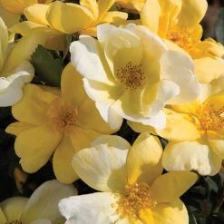 Sunny Knock Out® Rose Tree 9 Sunny Knock Out® Rose Tree -Geen Shop SUnny knockout Rose Tree 5 BB