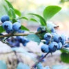 Sunshine Blue Blueberry Bush -Geen Shop SUnshine BLue Blueberry BB 600x600 5f330aef 2946 42b2 937d 1bd1866ec086