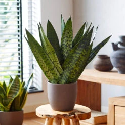 Snake Plant 22 Snake Plant -Geen Shop Sansevieria Zeylandica 2