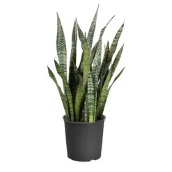 Snake Plant 28 Snake Plant -Geen Shop Sansevieria Zeylandica 3G