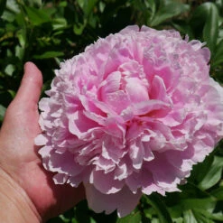 Sarah Bernhardt Peony 9 Sarah Bernhardt Peony -Geen Shop Sarah Bernhardt Peony 2