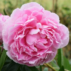 Sarah Bernhardt Peony 8 Sarah Bernhardt Peony -Geen Shop Sarah Bernhardt Peony 3 BB