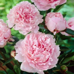Sarah Bernhardt Peony