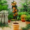 Scarlet Sentinel™ Columnar Apple Tree -Geen Shop Scarlet Sentinal Columnar Apple 600x600 5b6d398a d830 4d64 ba0e 697e555318f7
