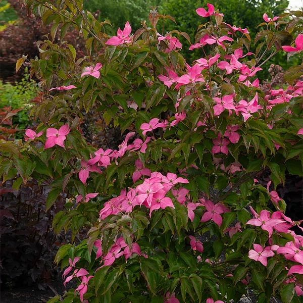 Scarlet Fire® Dogwood Tree 3 Scarlet Fire® Dogwood Tree