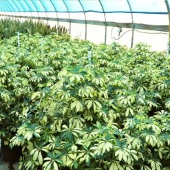 Variegated Dwarf Umbrella Tree - Schefflera Trinette -Geen Shop Schefflera Trinette 4 BB