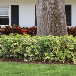 Variegated Dwarf Umbrella Tree - Schefflera Trinette -Geen Shop Schefflera Trinette 7jpg