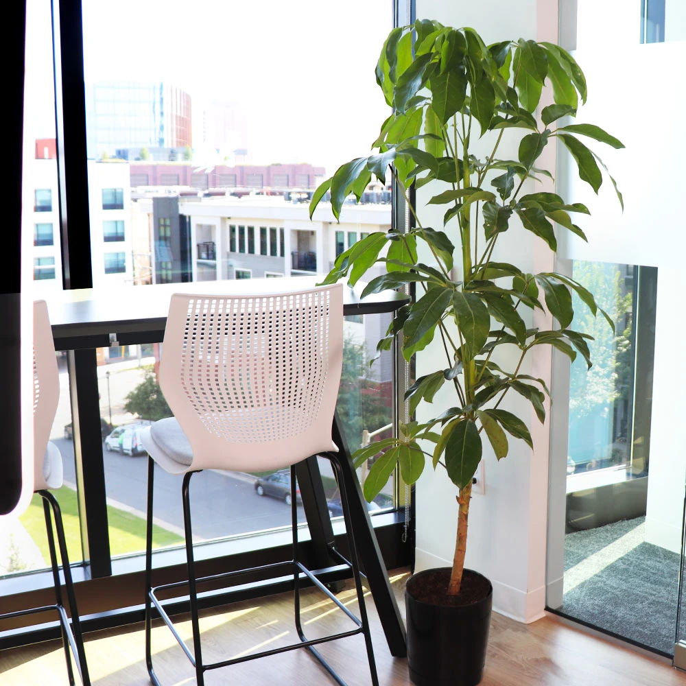 Umbrella Tree 4 Umbrella Tree - Image 2