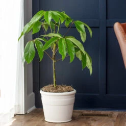 Umbrella Tree 12 Umbrella Tree -Geen Shop Schefflera Actinophylla Umbrella BB 3e758bc7 6bbf 4fc7 ae37 0ac9c9affd2f
