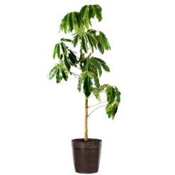 Umbrella Tree 14 Umbrella Tree -Geen Shop Schefflera Actinophylla Umbrella Delilah BRW