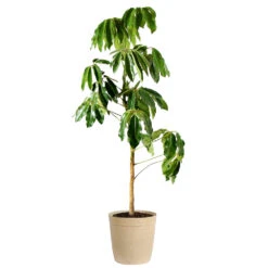 Umbrella Tree 15 Umbrella Tree -Geen Shop Schefflera Actinophylla Umbrella Delilah Beige