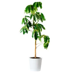 Umbrella Tree 17 Umbrella Tree -Geen Shop Schefflera Actinophylla Umbrella Delilah White
