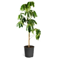 Umbrella Tree 16 Umbrella Tree -Geen Shop Schefflera Actinophylla Umbrella Delilah standard