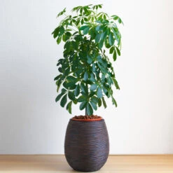 Dwarf Umbrella Tree -Geen Shop Schefflera Arboricola Dwarf Umbrella FGT
