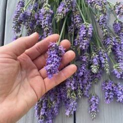 Sensational™ Lavender -Geen Shop Sensational Lavender 8 FGT